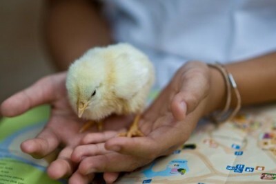 もっと世の中に評価されてもいい仕事 ひよこ鑑定士 この特殊すぎるスキルが もっと人間の神秘として讃えられてもいい ニコニコニュース