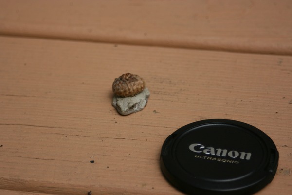 ポケモンの フシギダネ そっくりなカエルが裏庭で見つかったと話題に ニコニコニュース