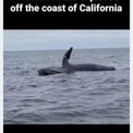 海に浮かぶクジラの死骸、体内のメタンガスにより大爆発を起こす（米）＜動画あり＞(10コメント)