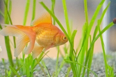 金魚は水面で口をパクパクしているのはどうして ニコニコニュース 金魚は水面で口をパクパクしているのはどうして ニコニコニュース