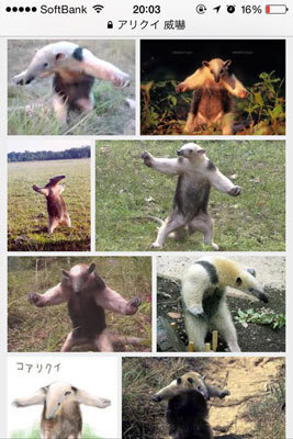 画像 アリクイの威嚇ポーズが癒されると話題に ニコニコニュース