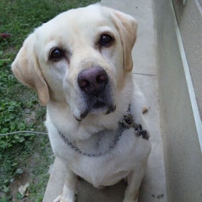 犬がちんちんするときはどんな気持ちなの ニコニコニュース