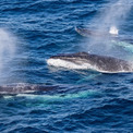 太平洋のクジラの頭数ってどうやって調べるの？研究者「一頭ずつ名前を付けて数えてます」(New!!)