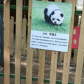 中国の動物園、集客のためチャウチャウを染め“パンダ犬”にして物議＜動画あり＞(2コメント)