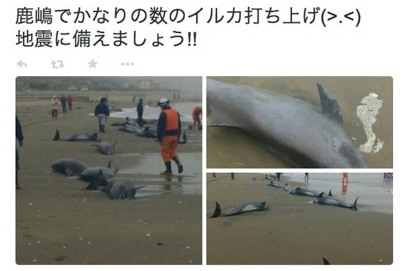 茨城県鉾田市のイルカ打ち上げ 地震の前兆 と心配の声 ニコニコニュース 茨城県鉾田市のイルカ打ち上げ 地震の前兆 と心配の声 ニコニコニュース
