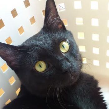 吾輩は猫である の作者 夏目漱石は本当に猫好きだったの ニコニコニュース 吾輩は猫である の作者 夏目漱石は本当に猫好きだったの ニコニコニュース