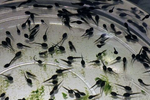サザエさん宅の床下で勝手にオタマジャクシ飼育 ホリカワ君の 奇行 は違法なのか ニコニコニュース サザエさん宅の床下で勝手にオタマジャクシ飼育 ホリカワ君の 奇行 は違法なのか ニコニコニュース