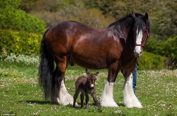 癒やされる ミニチュアポニーと普通の馬の仲良し姿が人気に ニコニコニュース