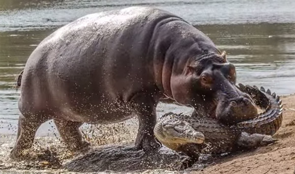 影の最強動物 カバがキレたら危険すぎる 巨大ワニもフルボッコで瞬殺 動画 ニコニコニュース