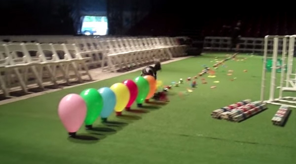 超高速ワンちゃんが3秒で54個のバルーンをひたすら割りまくる 動画 ニコニコニュース 超高速ワンちゃんが3秒で54個のバルーンをひたすら割りまくる 動画 ニコニコニュース