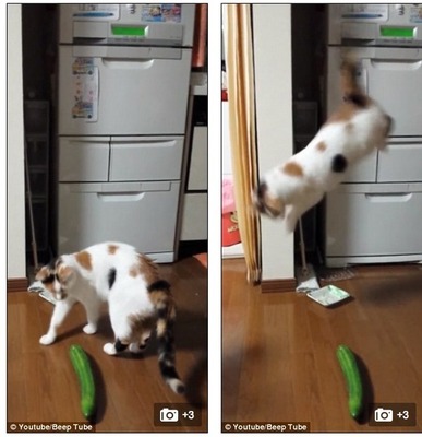 もぐもぐ ぎゃあ ネコがキュウリにビックリする動画が世界で話題になる ニコニコニュース