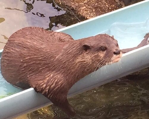 動画 人気の 流しカワウソ 撮影しようとしたら あまりにフリーダムすぎてスプラッシュ カワウソだった ニコニコニュース