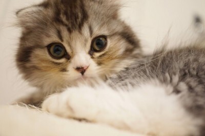 犬顔女子 Or 猫顔女子 男子ウケがいいのはどっち ニコニコニュース 犬顔女子 Or 猫顔女子 男子ウケがいいのはどっち ニコニコニュース