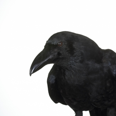 カラスとクモは数を数えられると判明 ー米独英研究 ニコニコニュース