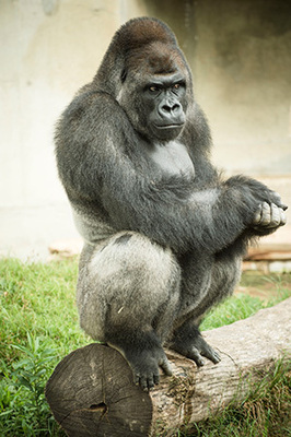 イケメンすぎる と話題のゴリラは繁殖力でも動物園の危機を救うエラいやつだった ニコニコニュース