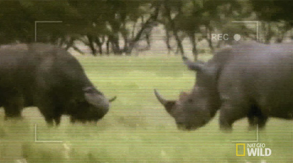 ハリケーンミキサー サイvs巨大バッファロー ド突き合いから衝撃の結末へ 動画 ニコニコニュース