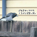 一方オーストラリアでは鳥がアップを始めたようだ。ゴムを引っ張って飛ばすフエガラス(New!!)