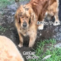 むしろご褒美？顔面に土をかけられても動かないゴールデン、大好き穴掘り遊び(New!!)