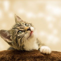 猫語の完全解明に向け、中国企業が動物の鳴き声を解読するAIシステムの特許申請(9コメント)