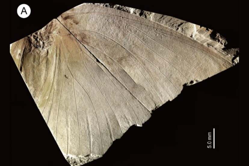 地元の博物館にある「名もない蝶の化石」―実は新種で250万年前のもの