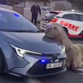 車にひょこり。体重4トンのゾウアザラシが道路に出没、通行止めを引き起こす(New!!)