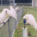 かしこいオウムのキバタン、蛇口をひねって水を飲む方法を覚えてしまう(New!!)