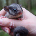 うれしいニュース。州内で絶滅したと思われていたフクロモモンガダマシを発見！(New!!)