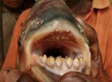 最恐魚 ボールカッター が男性のアソコを食らってきた ニコニコニュース 最恐魚 ボールカッター が男性のアソコを食らってきた ニコニコニュース