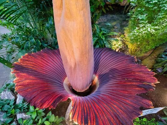 死体の花 ショクダイオオコンニャク の匂いの成分とは ニコニコニュース 死体の花 ショクダイオオコンニャク の匂いの成分とは ニコニコニュース