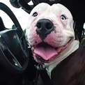警察が迷子犬を保護、パトカーに自ら乗り込み運転席から離れず「ボクが運転するワン！」(New!!)