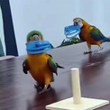 その手があったか！コンゴウインコが輪を棒に通す競技中、衝撃の展開が待っていた(New!!)