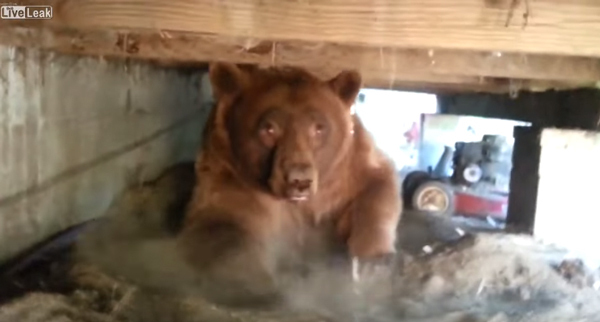 家の下を見たら 巨大なヒグマが普通に住んでた 一部始終を記録した衝撃映像が怖すぎる ニコニコニュース