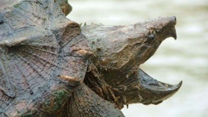 The Alligator Snapping Turtle ワニガメの研究書 The Alligator Snapping Turtle ワニガメの研究書