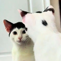まんざらでもない？自分の髪型（毛柄）を気に入っている猫(New!!)