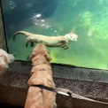 ゴールデンレトリバーとカワウソ、好奇心が引き寄せたガラス越しの友情(New!!)