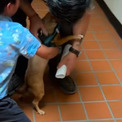 警察官の直感とマイクロチップのおかげで1年以上行方不明だった犬が無事飼い主の元へ(New!!)
