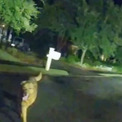 パトカーを止め、負傷したおばあさんの元に保安官を導いたのは息子の飼い犬だった(New!!)