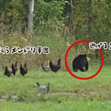 排除せよ！庭に迷い込んだクマを追い払う勇敢なメンドリ軍団。なおオスは傍観(1コメント)