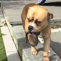 妹を失った犬が、一日中彼女の首輪をくわえている姿に胸が締め付けられる(New!!)