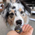 犬がスズメのヒナを発見し救助、今では親友の関係に(New!!)