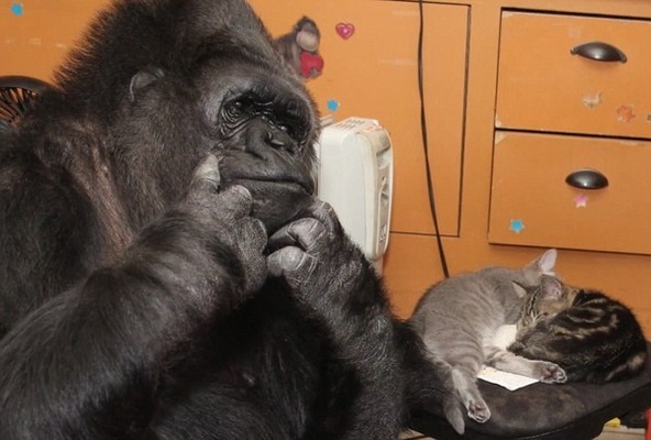 鳥肌モノ ゴリラに子猫をプレゼントしたら人間並に可愛がる事が判明 ニコニコニュース 鳥肌モノ ゴリラに子猫をプレゼントしたら人間並に可愛がる事が判明 ニコニコニュース