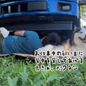 作業中の飼い主に背中を差し出したハスキーの心遣いと幸せそうな表情にグっとくる(New!!)