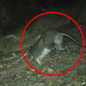 うれしいニュース。30年目撃が途絶えていたアシナガネズミカンガルーをカメラがとらえる(New!!)