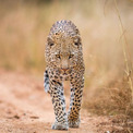 うれしいニュース。170年間姿を消していたヒョウ、南アフリカ西海岸についに帰還(1コメント)