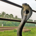 キングコブラがインドの列車に無賃乗車、生息地を失い人間の生活圏に入り込む(New!!)