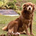 飼い主の墓のそばに10年住み続けた犬がきっかけで、ブラジルで新州法が可決(New!!)
