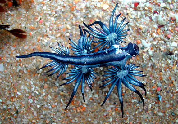 謎の生物出現 実はずっと地球にいた 奇妙キテレツな海洋生物 ニコニコニュース