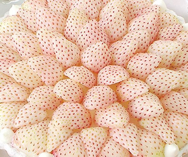 閲覧注意 キルフェボン 白イチゴタルト が色々と ヤバイ と話題に ニコニコニュース 閲覧注意 キルフェボン 白イチゴタルト が色々と ヤバイ と話題に ニコニコニュース