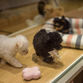 コロラド州も。ペットショップでの犬猫の販売を禁止する法律を制定(2コメント)