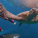 ぺしこーん！ウミガメが人間ダイバーに突然平手打ち。積もり積もった何かがあるのか？(New!!)